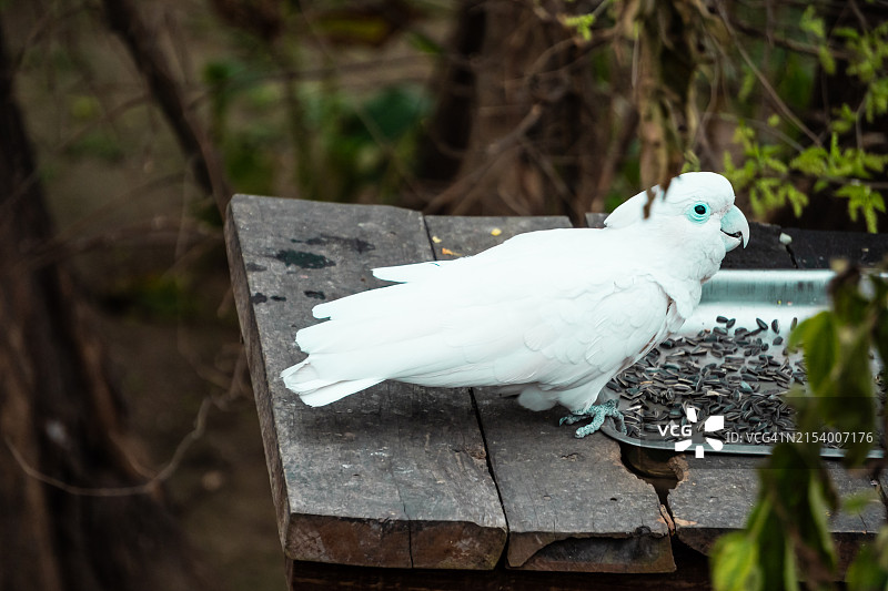 印度昌迪加尔，栖息在木头上的凤头鹦鹉特写图片素材