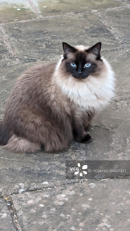 坐在人行道上的猫的肖像，英国赫里福德郡图片素材