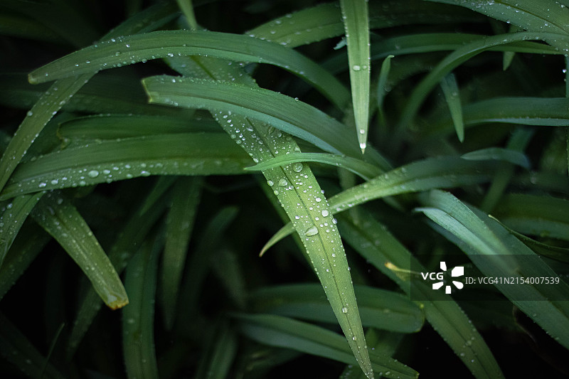 树叶上雨滴的特写图片素材