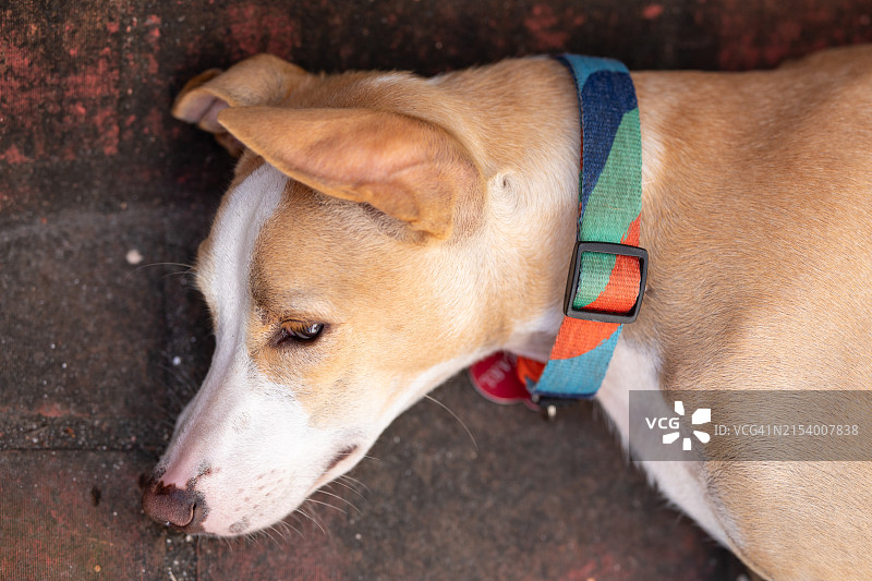 宠物狗休息图片素材