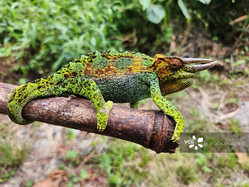树枝上的变色龙特写图片素材