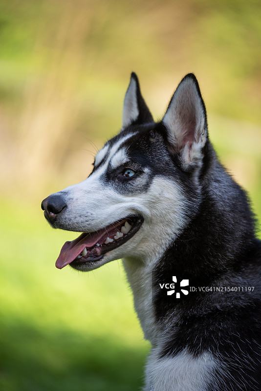 西伯利亚哈士奇犬特写图片素材