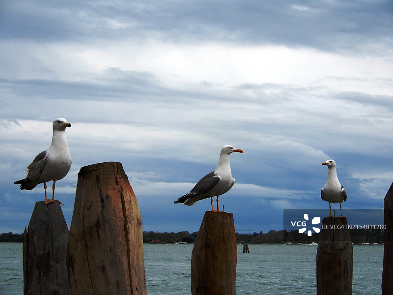 近景：海鸥栖息在海边的木桩上图片素材