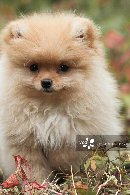 博美犬的特写肖像图片素材