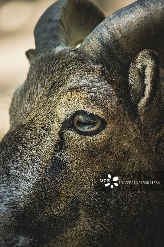 水牛特写图片素材