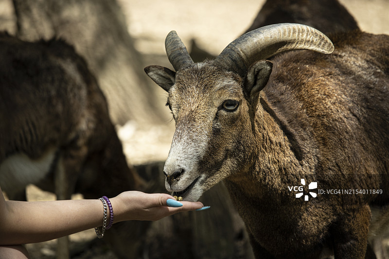 女子触摸山羊图片素材