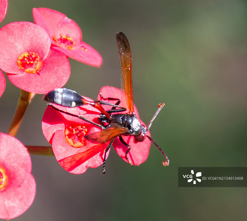 昆虫在花上的特写图片素材