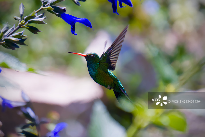 蜂鸟在树上飞行特写图片素材
