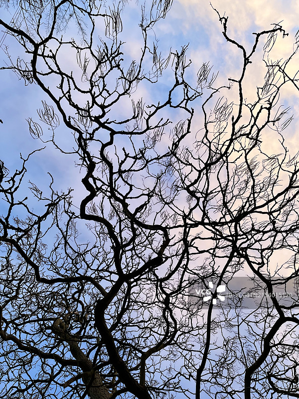 英国剑桥的树木剪影图片素材