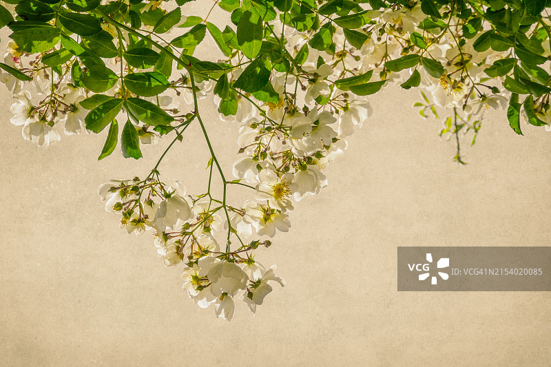 盛开的迷你攀援玫瑰图片素材