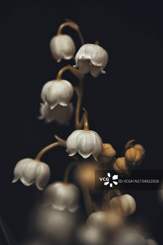 桌子上的蘑菇特写图片素材