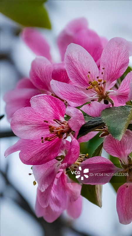 粉色兰花特写图片素材