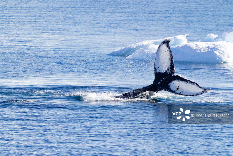 北极熊图片素材