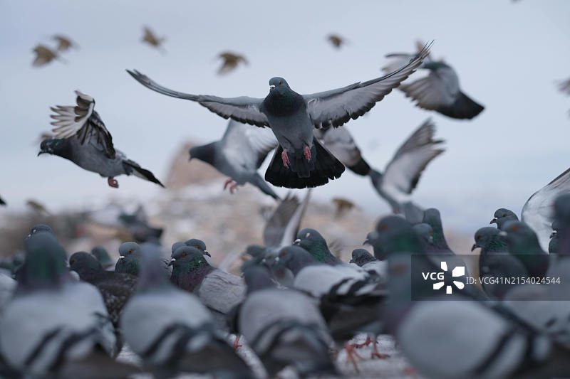 飞鸟掠过天空的特写图片素材