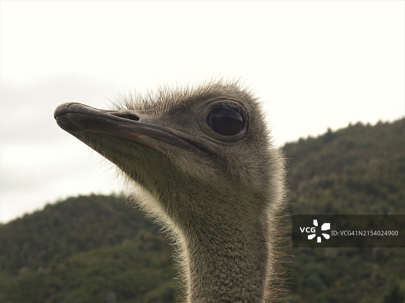 新西兰天空下普通美洲鸵特写图片素材