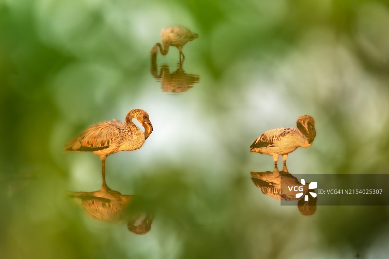 户外栖息的鸟类特写图片素材