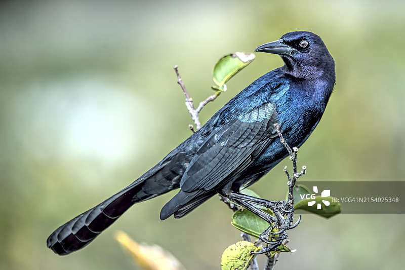 近距离拍摄栖息在美国佛罗里达州博因顿比奇植物上的鸣八哥图片素材