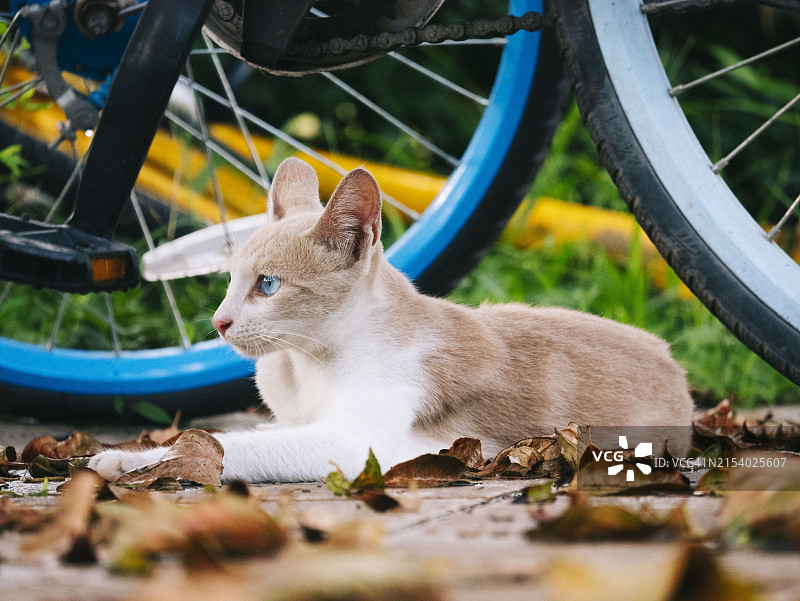 猫咪特写，中国图片素材