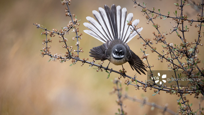 栖息在树枝上的山雀特写图片素材