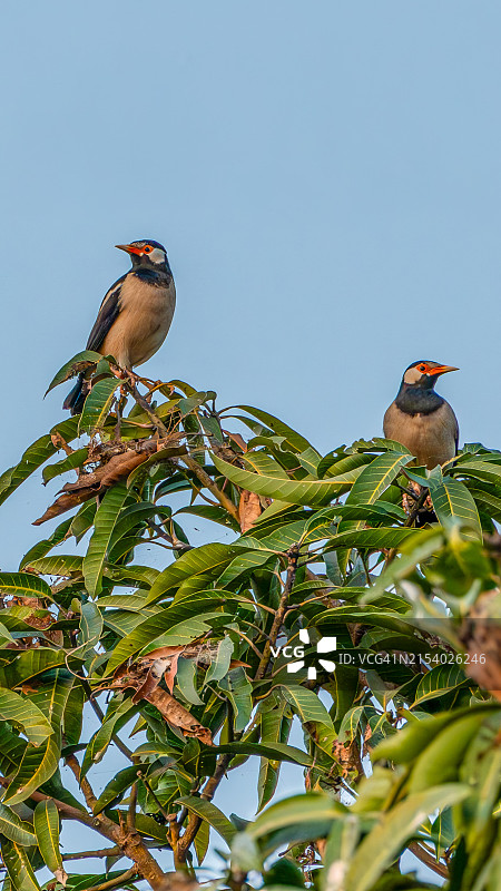 仰视栖息在树上的鸣禽图片素材