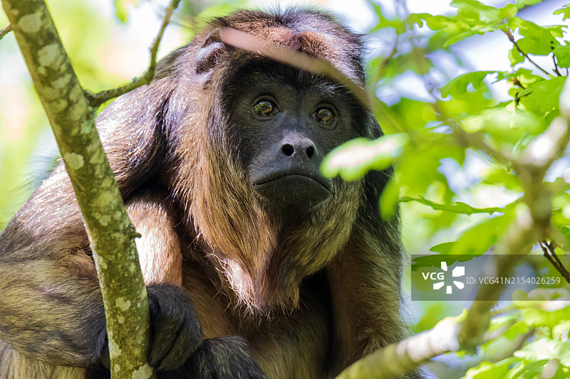 法国维埃纳树上的吼猴特写图片素材