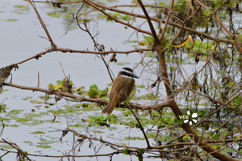 热带鸣禽栖息在树枝上的特写图片素材