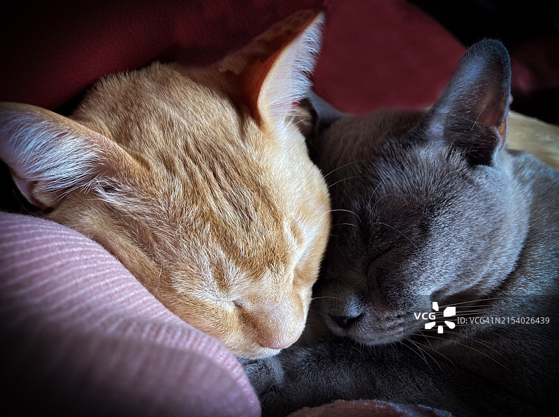 猫睡觉的特写图片素材