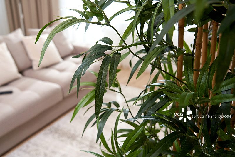 家里的盆栽植物特写图片素材