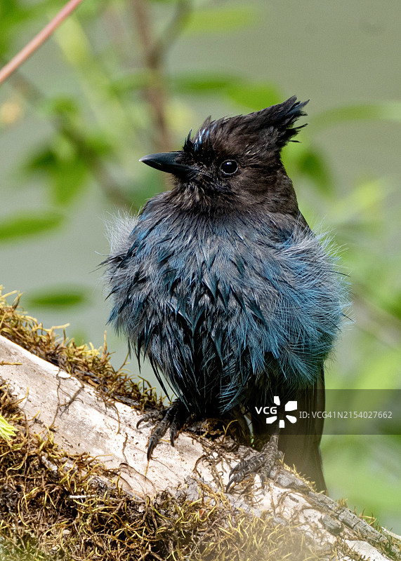 美国俄勒冈州图阿拉丁市北美灰蓝鸦树枝栖息特写图片素材