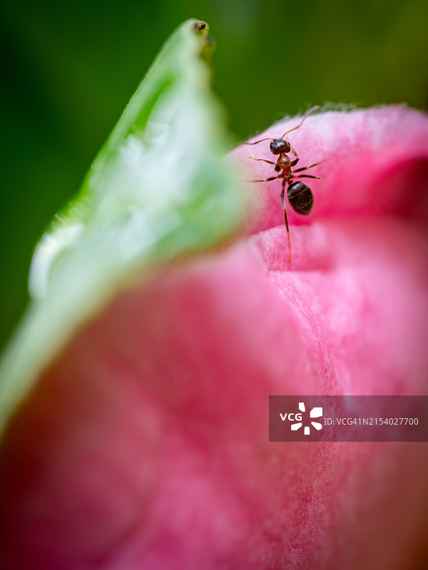 昆虫在花上的特写图片素材