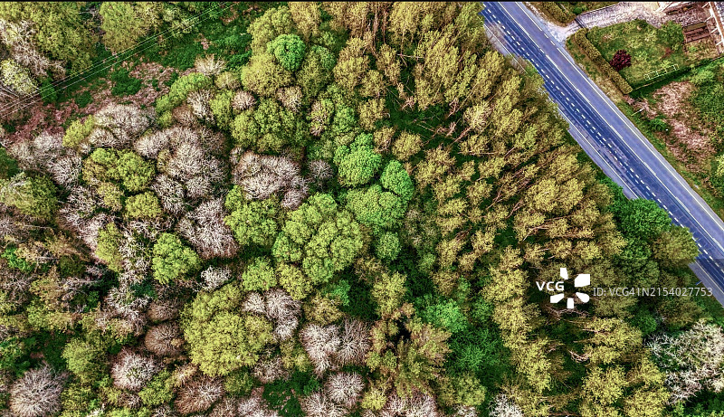 西班牙卢戈森林树木高角度景观图片素材