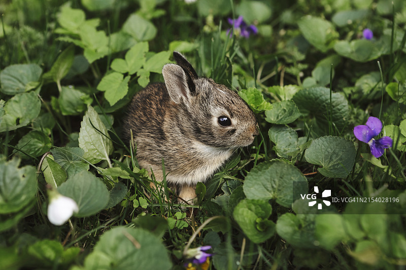 花园里的小兔子图片素材
