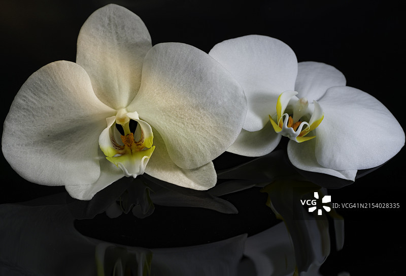 白色兰花特写图片素材