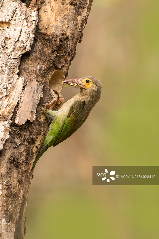啄木鸟栖息在树上的特写图片素材