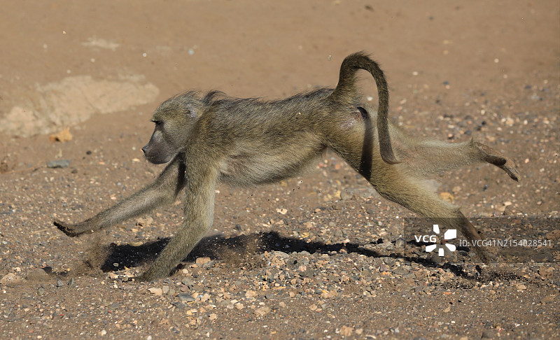 狒狒在沙地上行走特写图片素材