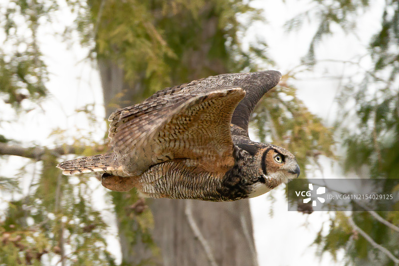 近距离拍摄栖息在树上的猫头鹰图片素材