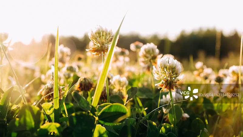 田野开花植物特写图片素材