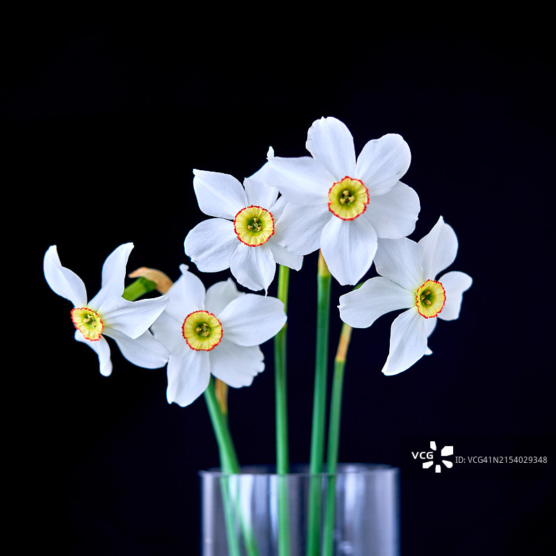 黑色背景下的白色花朵特写图片素材