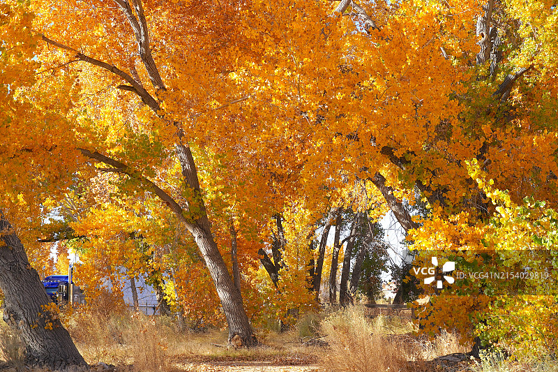 美国加利福尼亚州毕夏普秋季森林中的树木图片素材