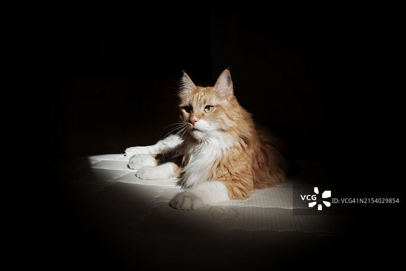 坐在地板上的猫咪肖像图片素材