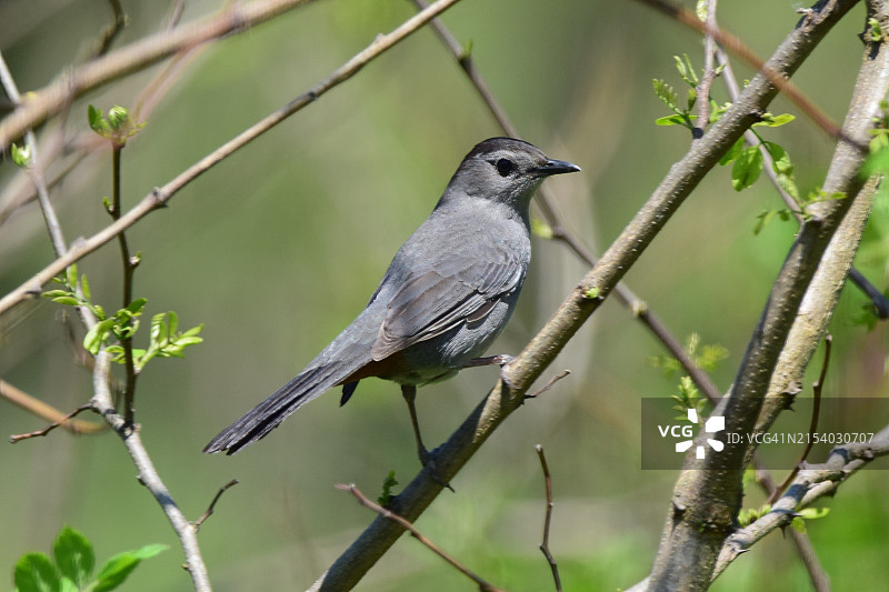 栖息在树枝上的鸣禽特写，美国西弗吉尼亚州查尔斯镇图片素材