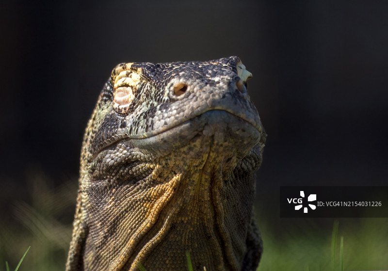 美国俄克拉荷马州塔尔萨鬣蜥特写图片素材