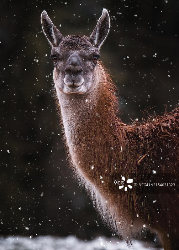 鹿的特写图片素材