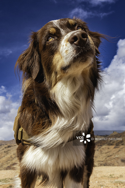 纯种澳洲牧羊犬特写，科罗拉多州，美国图片素材