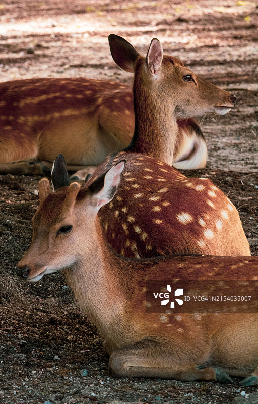 轴鹿特写图片素材