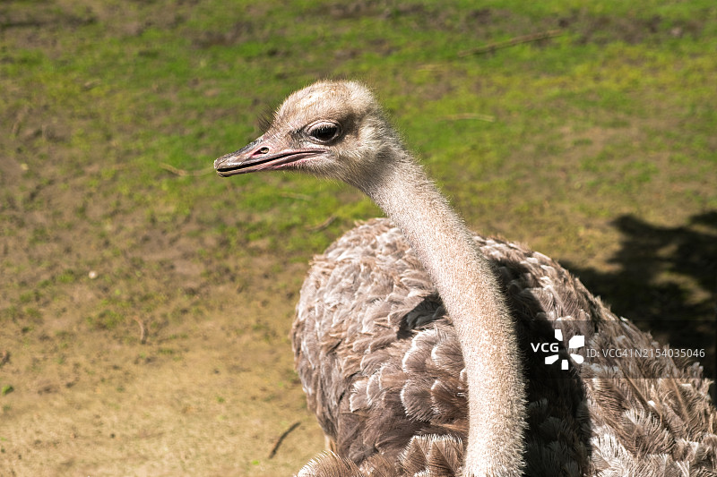鸵鸟特写图片素材