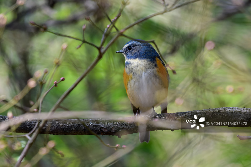 栖息在树枝上的鸣鹟特写图片素材