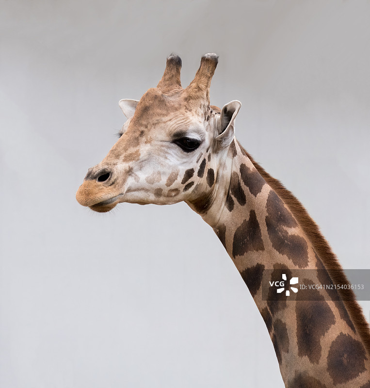 美国俄克拉荷马州塔尔萨长颈鹿特写图片素材