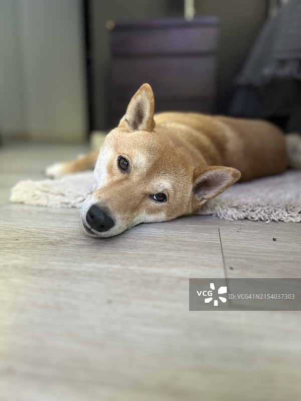 躺在地上的柴犬特写，智利科利纳图片素材