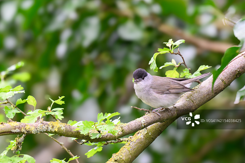 栖息在树枝上的鸣禽特写，英国米德尔顿湖图片素材